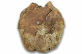 Fossil Dinosaur Vertebra Centrum - Montana #324150-2
